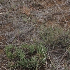 Rutidosis leiolepis (Monaro Golden Daisy) at Cooma Grasslands Reserves - 20 Nov 2018 by AndyRoo