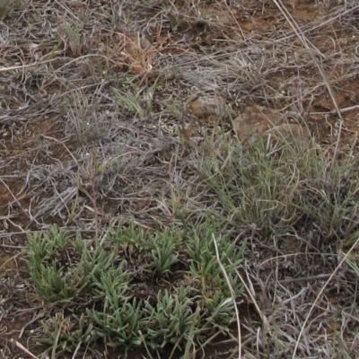 Rutidosis leiolepis (Monaro Golden Daisy) at Cooma Grasslands Reserves - 20 Nov 2018 by AndyRoo