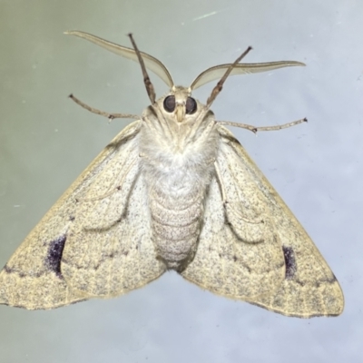 Arhodia lasiocamparia (Pink Arhodia) at Jerrabomberra, NSW - 14 Jan 2023 by Steve_Bok