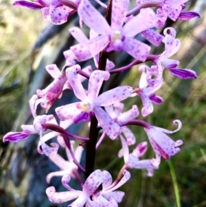 Dipodium roseum at Burra, NSW - suppressed