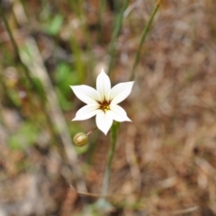 Sisyrinchium micranthum (Blue Pigroot) at Aranda Bushland - 4 Dec 2022 by catherine.gilbert