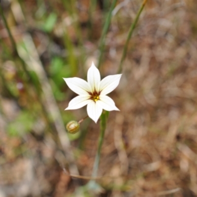 Sisyrinchium micranthum (Blue Pigroot) at Aranda Bushland - 4 Dec 2022 by catherine.gilbert