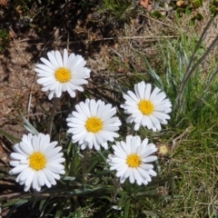 Celmisia sp. (Snow Daisy) at Jagungal Wilderness, NSW - 12 Jan 2023 by Philip