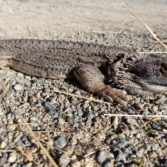 Pogona barbata (Eastern Bearded Dragon) at Woodstock Nature Reserve - 16 Dec 2022 by Jimmyjamjimbles