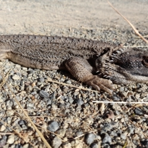 Pogona barbata at Holt, ACT - suppressed