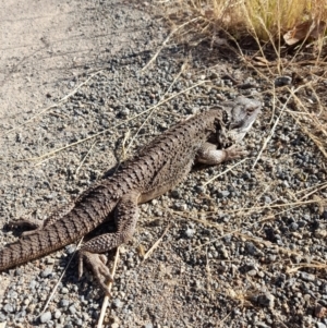 Pogona barbata at Holt, ACT - 16 Dec 2022