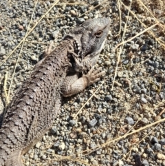 Pogona barbata at Holt, ACT - suppressed