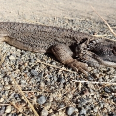 Pogona barbata at Holt, ACT - 16 Dec 2022