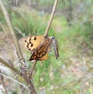 Asilinae sp. (subfamily) at Coree, ACT - 30 Dec 2022