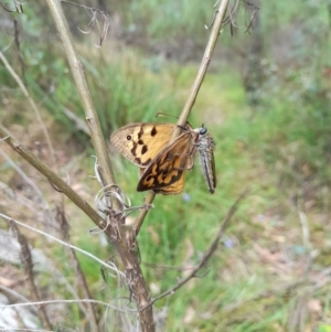 Asilinae sp. (subfamily) at Coree, ACT - 30 Dec 2022