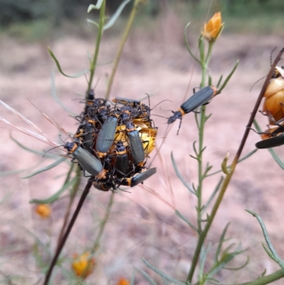 Chauliognathus lugubris (Plague Soldier Beetle) at Molonglo Valley, ACT - 5 Jan 2023 by Jimmyjamjimbles
