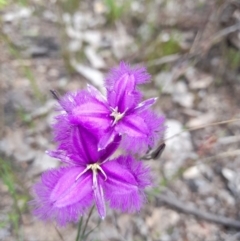 Thysanotus tuberosus subsp. tuberosus (Common Fringe-lily) at Stromlo, ACT - 6 Dec 2022 by Jimmyjamjimbles