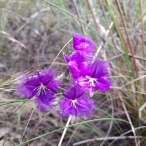 Thysanotus tuberosus subsp. tuberosus at Stromlo, ACT - 6 Dec 2022