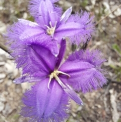 Thysanotus tuberosus subsp. tuberosus at Stromlo, ACT - 6 Dec 2022