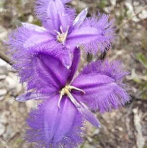 Thysanotus tuberosus subsp. tuberosus at Stromlo, ACT - 6 Dec 2022