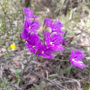 Thysanotus tuberosus subsp. tuberosus at Stromlo, ACT - 6 Dec 2022