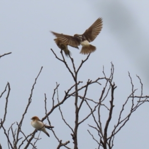 Petrochelidon ariel at Coombs, ACT - 20 Jan 2023