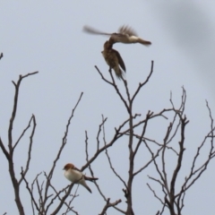 Petrochelidon ariel at Coombs, ACT - 20 Jan 2023