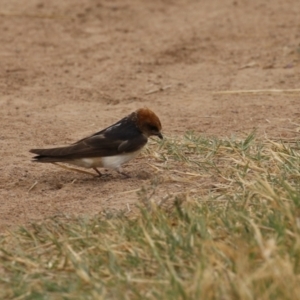 Petrochelidon ariel at Coombs, ACT - 20 Jan 2023