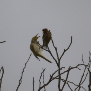 Petrochelidon ariel at Coombs, ACT - 20 Jan 2023