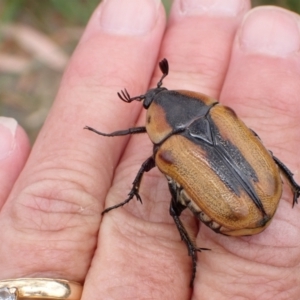 Chondropyga dorsalis at Murrumbateman, NSW - 20 Jan 2023 12:35 PM