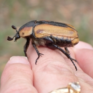 Chondropyga dorsalis at Murrumbateman, NSW - 20 Jan 2023 12:35 PM