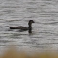 Biziura lobata at Molonglo, ACT - 20 Jan 2023 11:50 AM