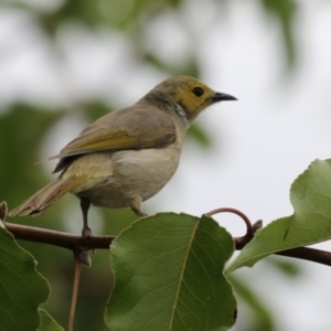 Ptilotula penicillata at Coombs, ACT - 20 Jan 2023