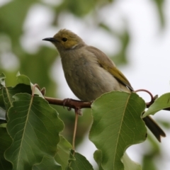 Ptilotula penicillata at Coombs, ACT - 20 Jan 2023