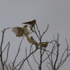 Ptilotula penicillata at Coombs, ACT - 20 Jan 2023