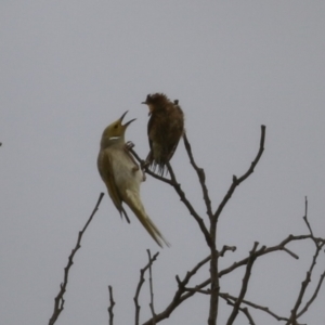 Ptilotula penicillata at Coombs, ACT - 20 Jan 2023