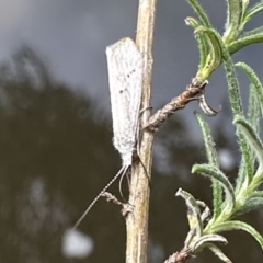 Asmicridea edwardsii (Shannon Moth) at Kosciuszko National Park - 9 Jan 2023 by Pirom