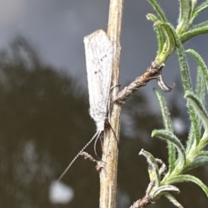 Asmicridea edwardsii at Jagungal Wilderness, NSW - 9 Jan 2023 07:30 PM