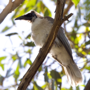 Philemon corniculatus at Throsby, ACT - 10 Jan 2023