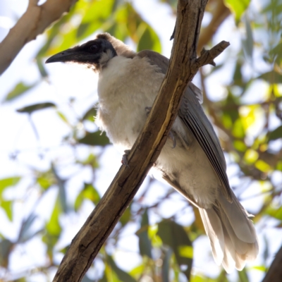 Philemon corniculatus (Noisy Friarbird) at Throsby, ACT - 10 Jan 2023 by KorinneM