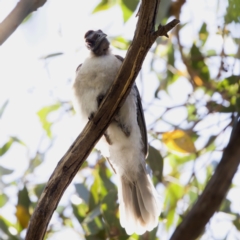 Philemon corniculatus at Throsby, ACT - 10 Jan 2023