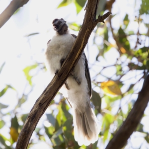 Philemon corniculatus at Throsby, ACT - 10 Jan 2023