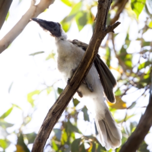 Philemon corniculatus at Throsby, ACT - 10 Jan 2023