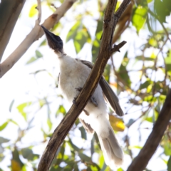 Philemon corniculatus at Throsby, ACT - 10 Jan 2023