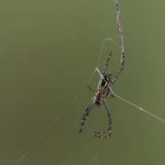 Plebs bradleyi (Enamelled spider) at Mount Painter - 25 Oct 2022 by Tammy