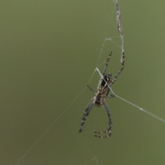 Plebs bradleyi (Enamelled spider) at Cook, ACT - 25 Oct 2022 by Tammy