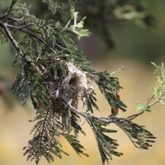 Smicrornis brevirostris (Weebill) at Cook, ACT - 10 Jan 2023 by Tammy