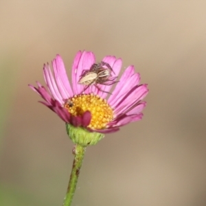 Oxyopes sp. (genus) at Kaleen, ACT - 13 Apr 2022