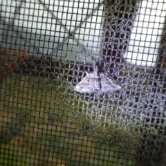 Phrissogonus laticostata at Charleys Forest, NSW - 21 Jan 2023