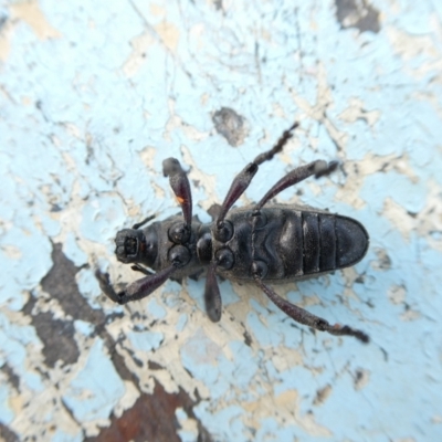 Acantholophus echinatus (Spiny ground weevil) at Charleys Forest, NSW - 20 Jan 2023 by arjay