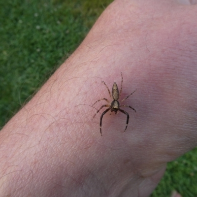 Helpis sp. (genus) (Unidentified Bronze Jumping Spider) at Charleys Forest, NSW - 20 Jan 2023 by arjay