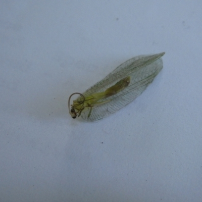 Neuroptera (order) (Unidentified lacewing) at Charleys Forest, NSW - 17 Jan 2023 by arjay