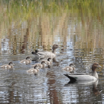 Chenonetta jubata (Australian Wood Duck) at Stromlo, ACT - 20 Jan 2023 by HelenCross