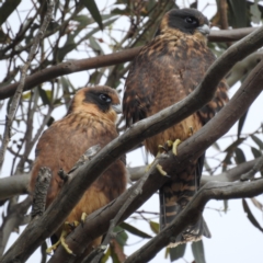 Falco longipennis (Australian Hobby) at Kambah, ACT - 21 Jan 2023 by HelenCross