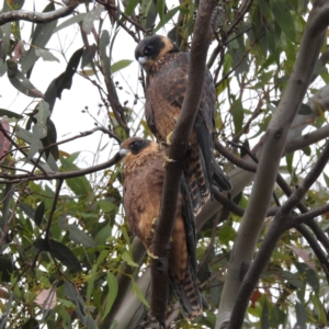 Falco longipennis at Kambah, ACT - suppressed